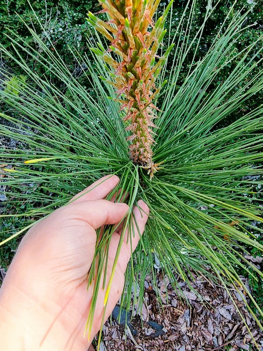Pinus ponderosa 'Penaz' и ее длинные иголки.