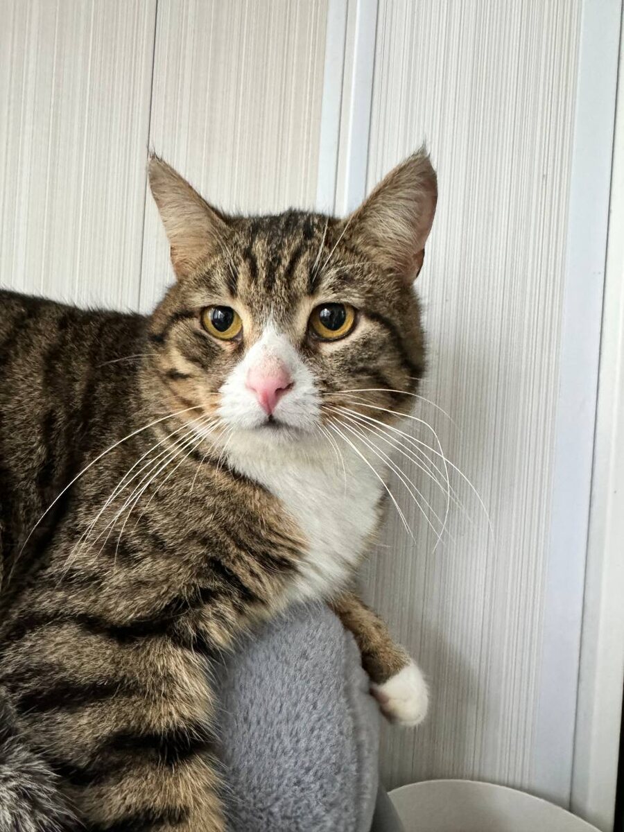 Идеальный вариант для тех, кто любит больших плюшевых котов