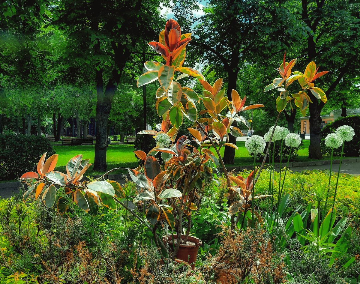 Их бы начеренковать, чтобы избавиться от голых стволов. 