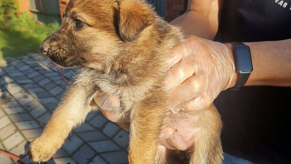 ❗ДОМА❗Пять крошечных жизней в поисках счастья 🙏