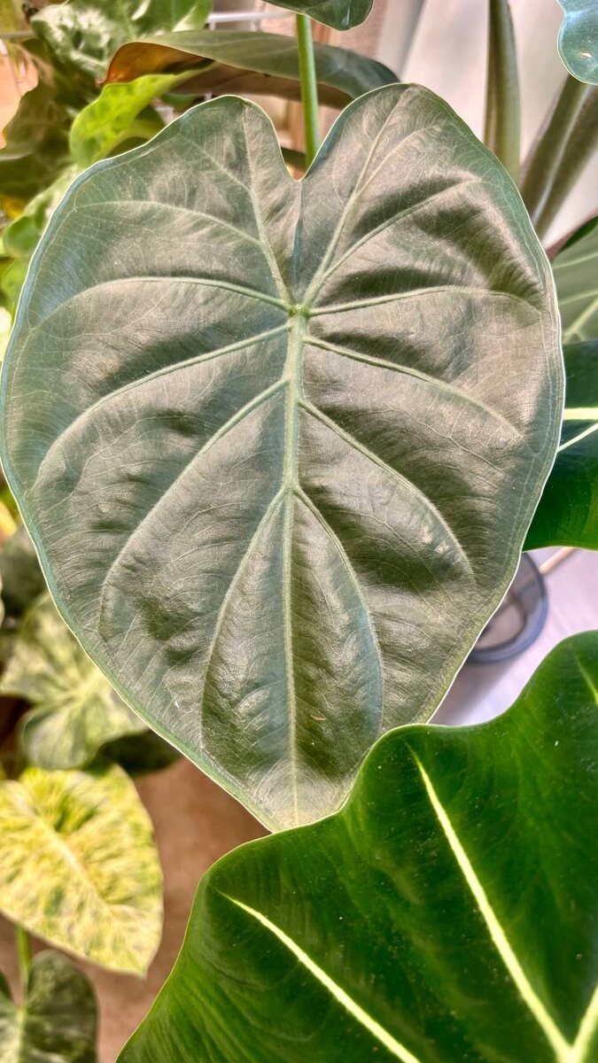 Та самая Венти, что была признана за Регал Шилдс.