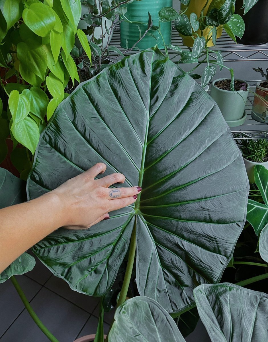 Фото из интернета, автора не знаю, но вы только посмотрите какая красота!