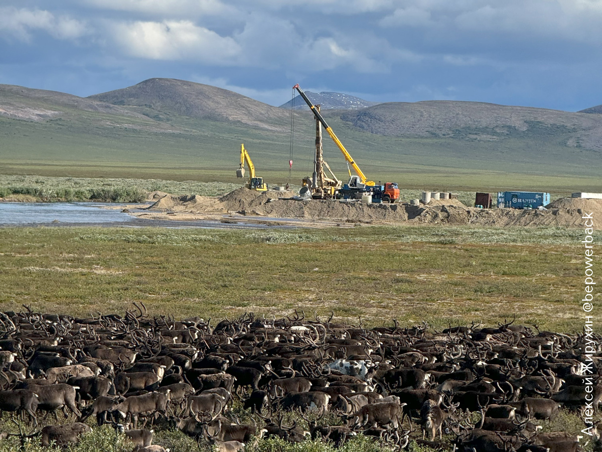 ОЛЕНИ В ШОКЕ! Такого соседства у них еще не было! 😉