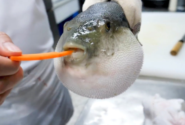 На, покушай, дорогой. На самом деле показывают, что она такая свежая. что живая