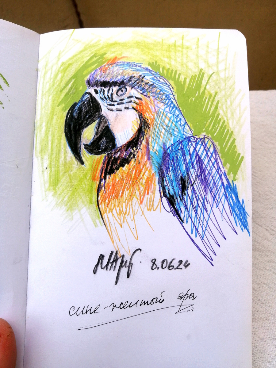 Увидя в зоомагазине огромного прекрасного попугая, я захотела зарисовать его в тот же день вечером. 