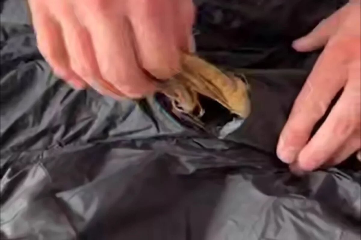    Житель Китая рассказал, что приобрел части корня женьшеня на автовокзале, о запрете перевозки краснокнижного растения он знал, поэтому специально спрятал его в жилетке