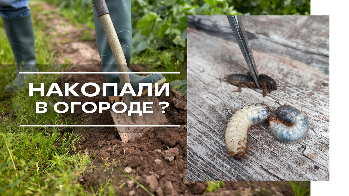 **Вредители в почве: кто действительно опасен?** 🌱

Наконец-то погода стабилизируется, все активно занимаются посадками в огородах и садах. А с наступлением тепла в саду активизируются и подземные жители. Кто опасен? Разберёмся!