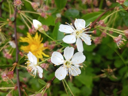 Это фото дня. Скоро будет "незимняя" вишня ;)