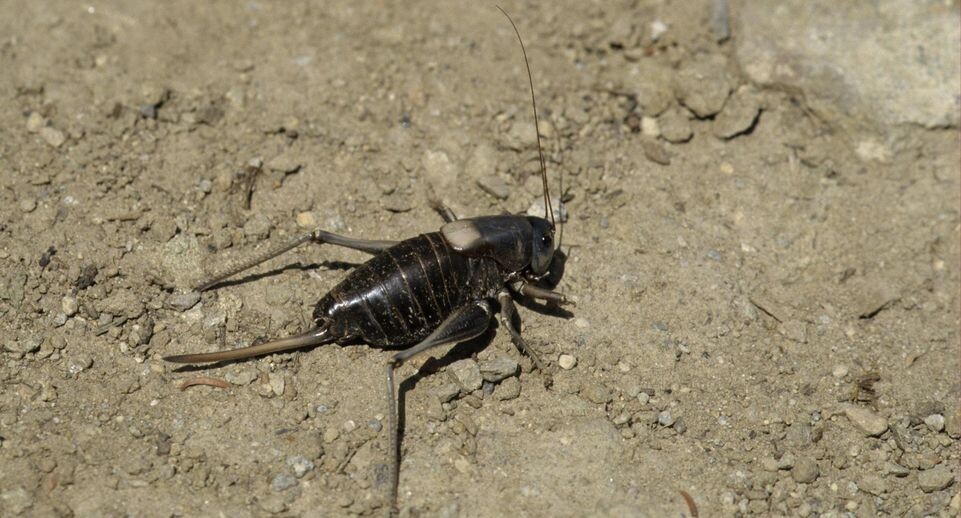    Malcolm Schuyl/FLPA / www.globallookpress.com