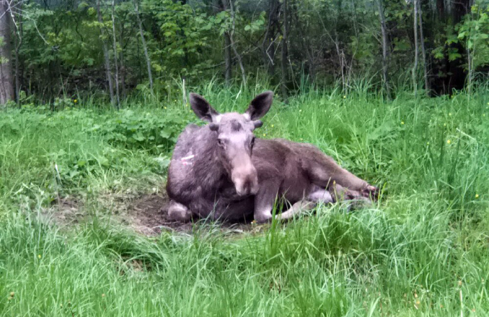    Воронин Денис/Агентство «Москва»