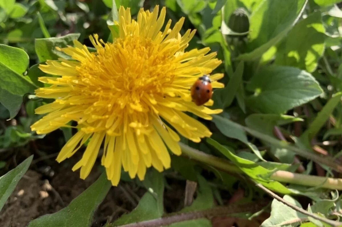    Разрастаясь, одуванчики вытесняют газонную траву.