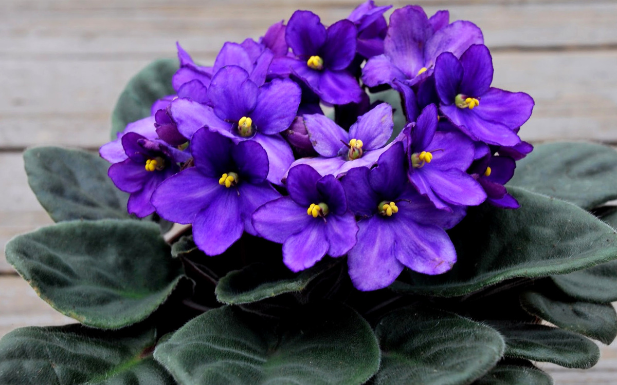 Цветущая фиалка — маленькое чудо для вашего интерьера.