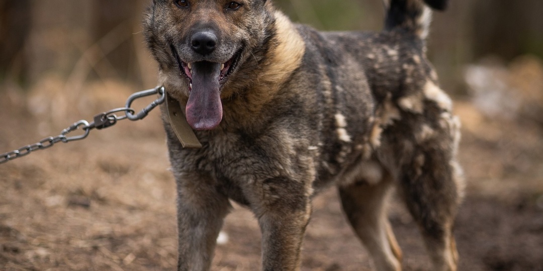 Доброе утро дорогие друзья и гости канала. Пират -ищет нового капитана