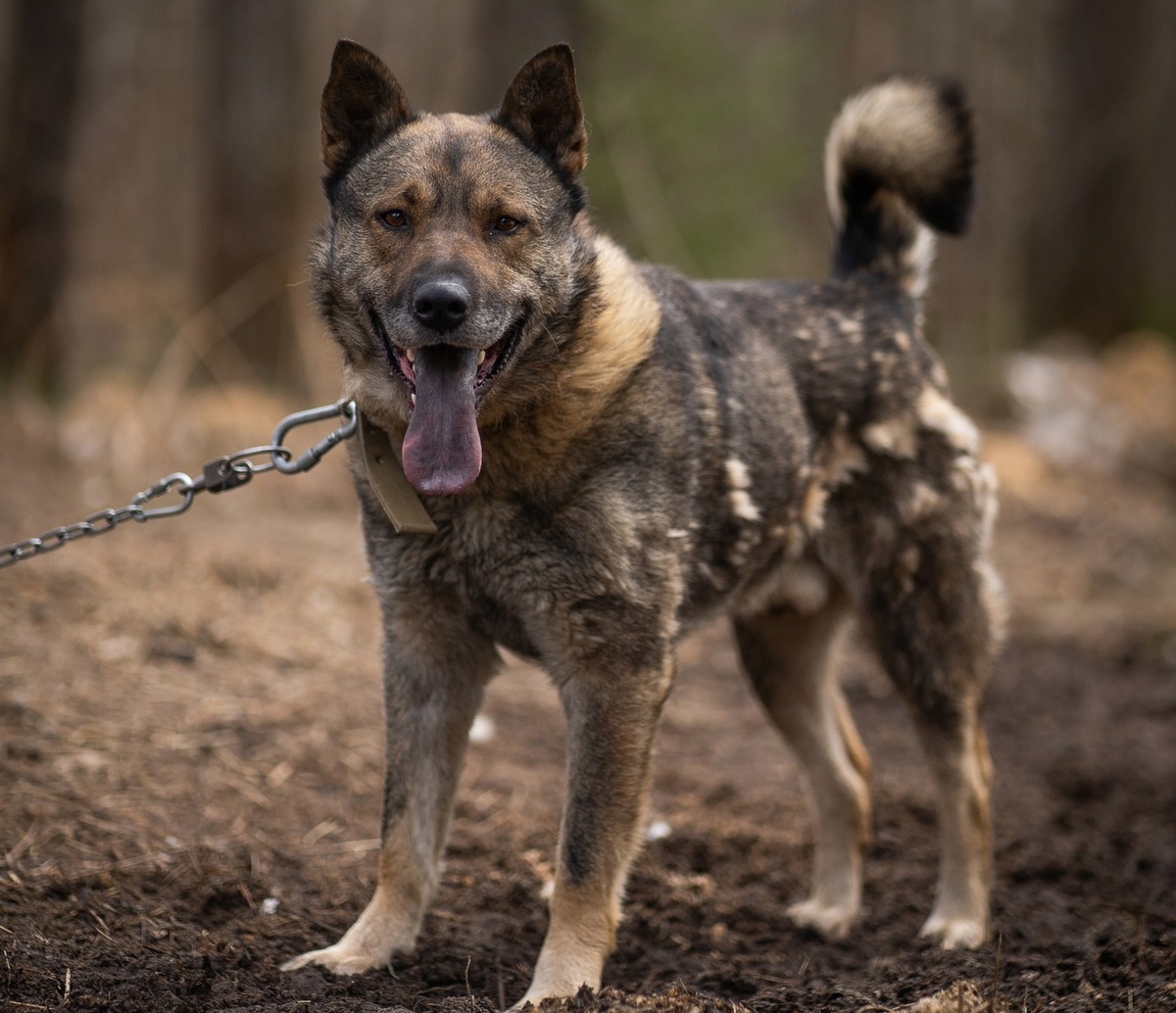 Пират позирует фотографу Дарье