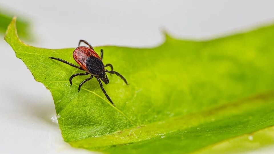    Клещ. Источник: pixabay.com