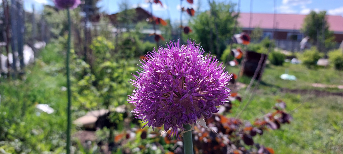   Настоящее украшение такие пушистые розовые головки !