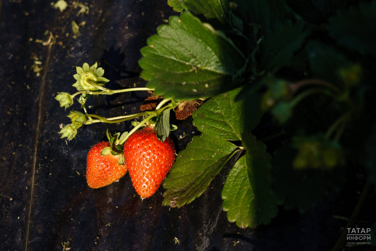 Фото: © Салават Камалетдинов / «Татар-информ»
