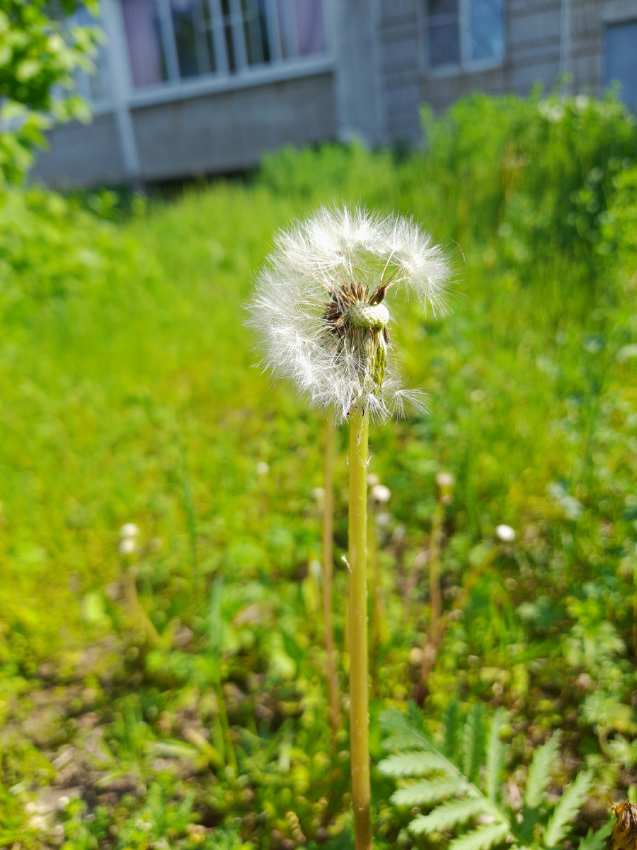 Одуванчик,пушистый  солдатик лета