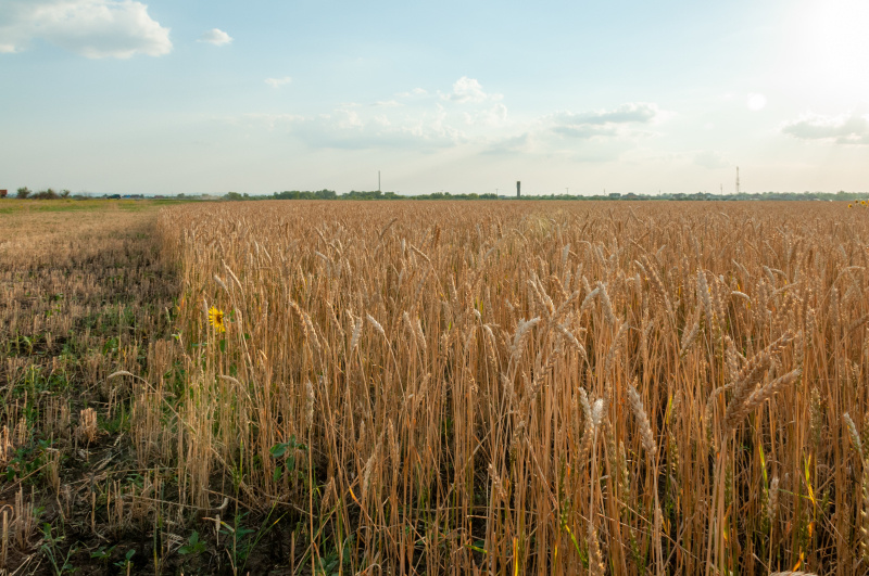    Svetlana Vozmilova/Global Look Press