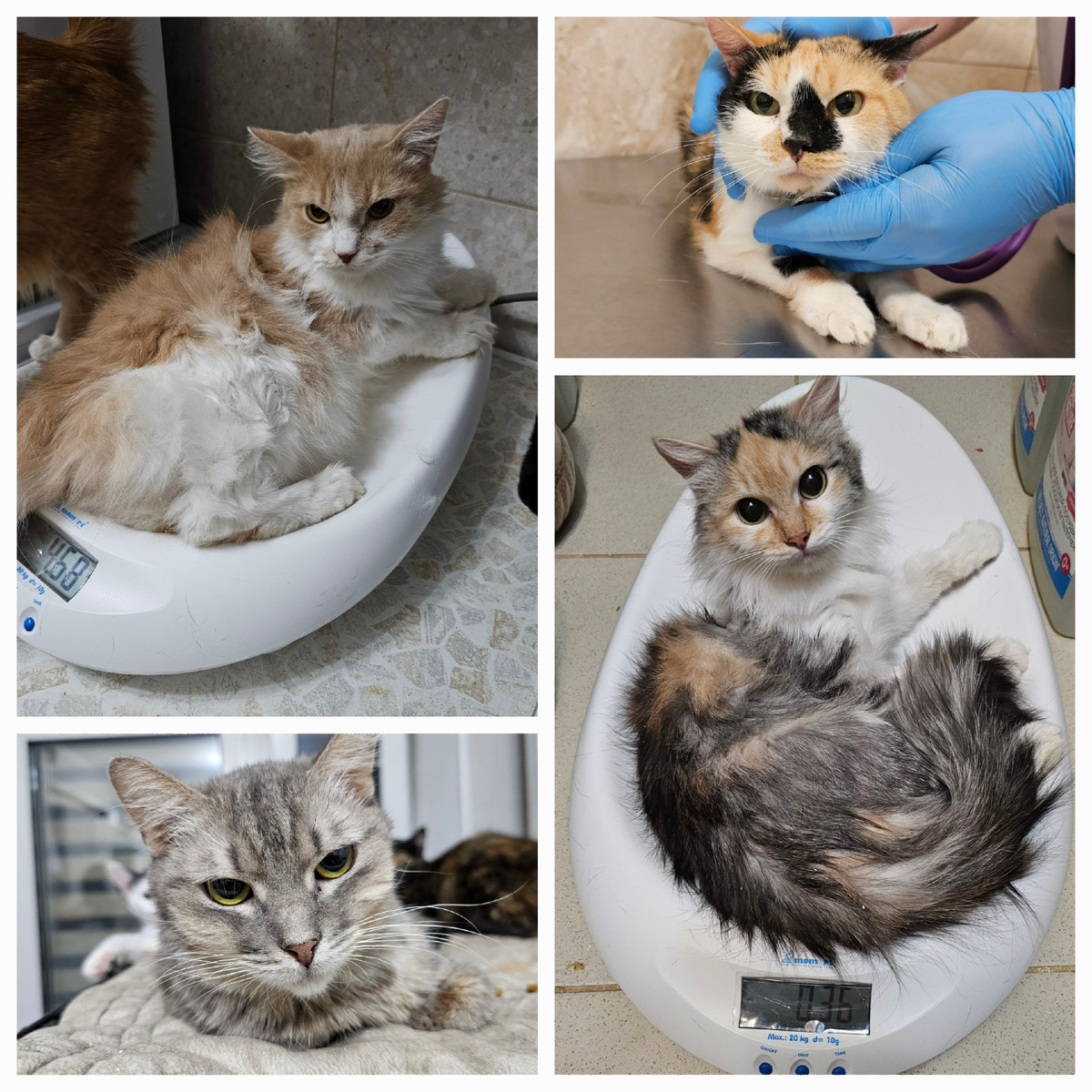 Заболевшие котики