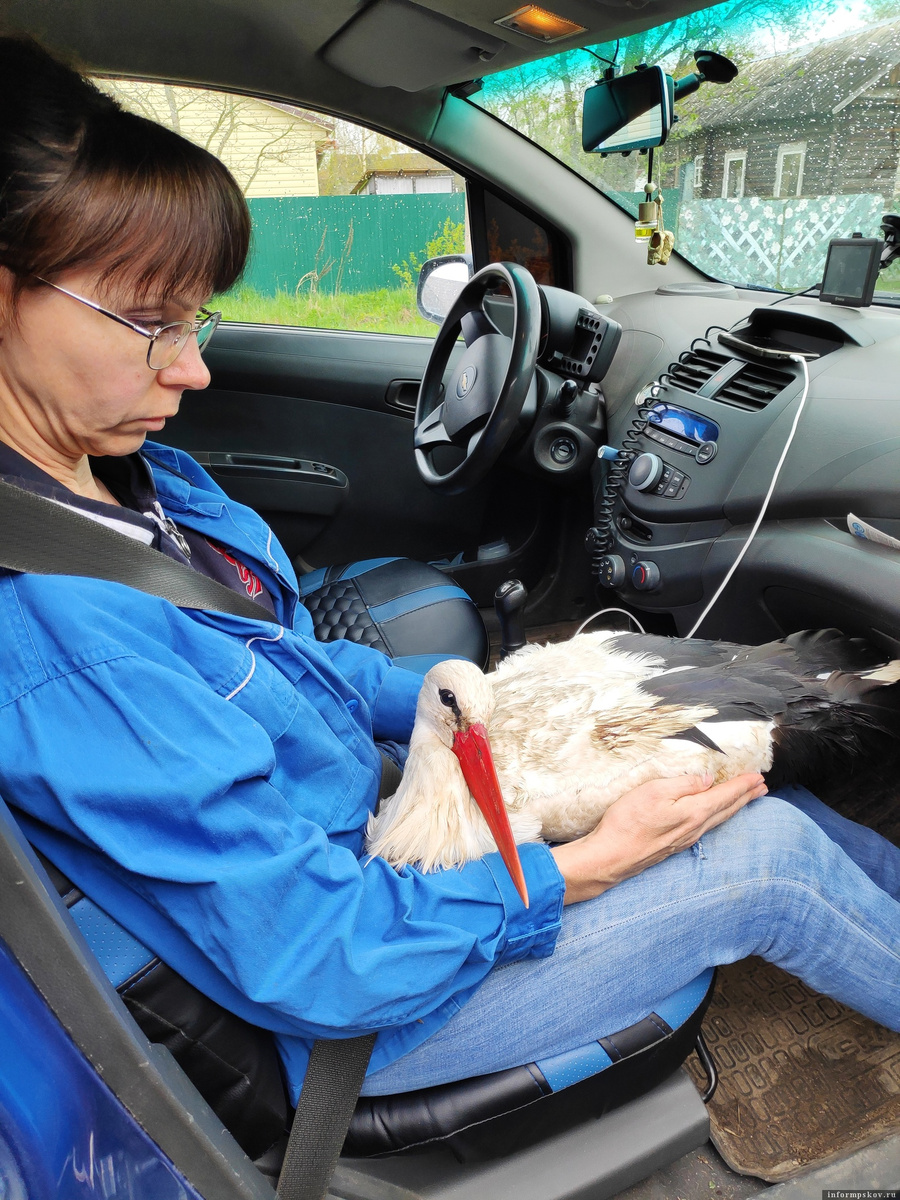Здесь и далее фото из группы «Дом белого аиста». Аист с черепно-мозговой травмой, найденный у автодороги на границе Псковского и Порховского районов