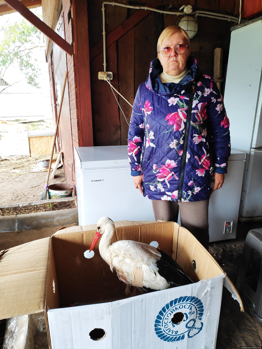 Аист с закрытым переломом левого крыла из Новгородской области