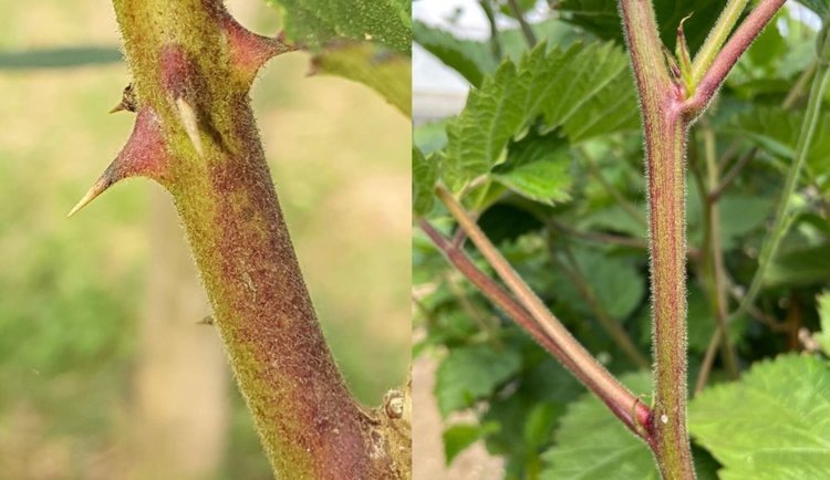    Бесшипных сортов ежевики станет больше благодаря генетическим маркерам
