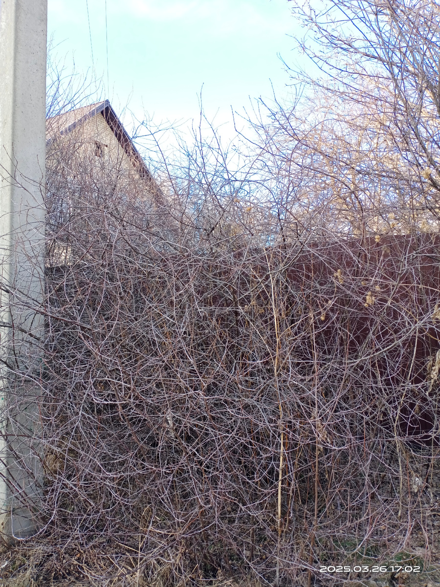 Вот такие заросли там были