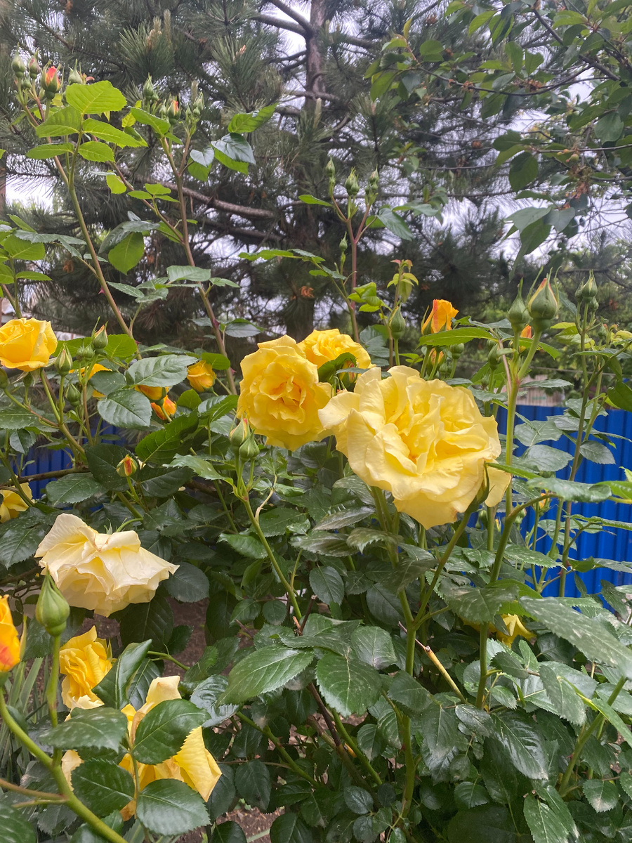 Роза в нашем саду. Фото автора.