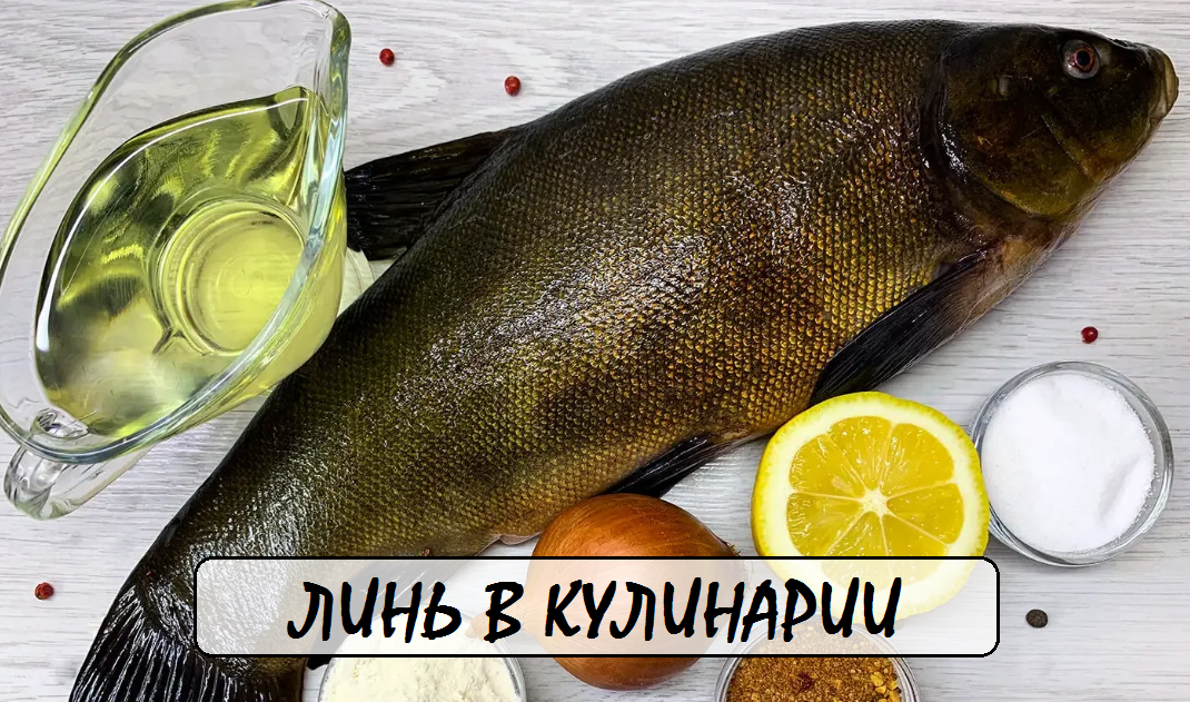 🔍 Ключевые слова для поиска: как приготовить линя, линь без запаха тины, рецепты из линя, как убрать запах тины, блюда из речной рыбы, секреты приготовления линя.