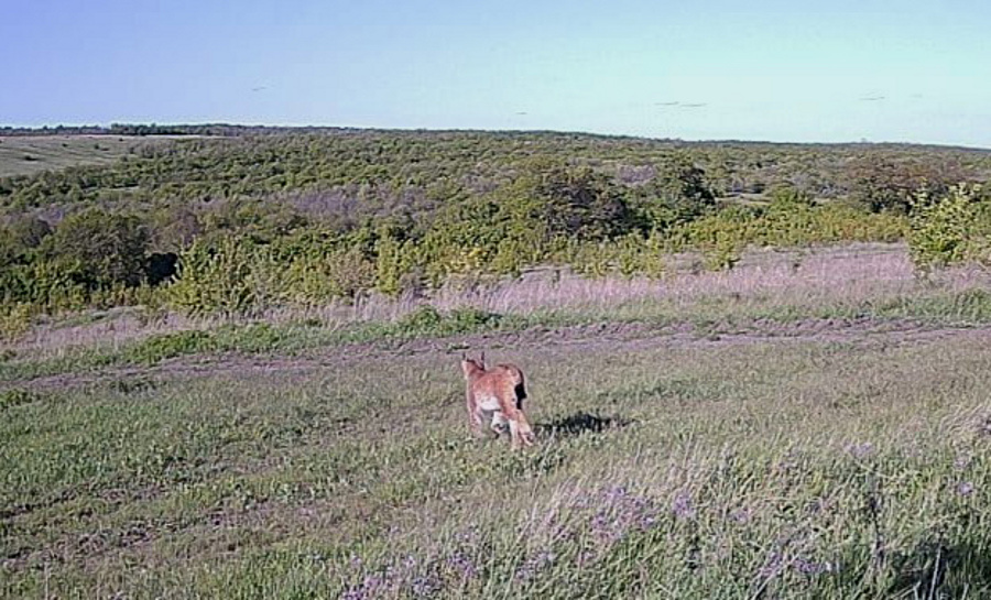    Фото: Комитет охотхозяйства Саратовской области