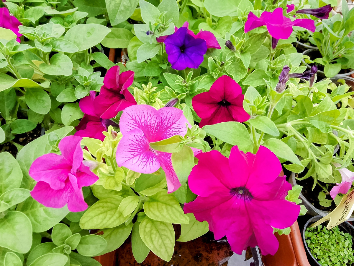 Красота в теплице 