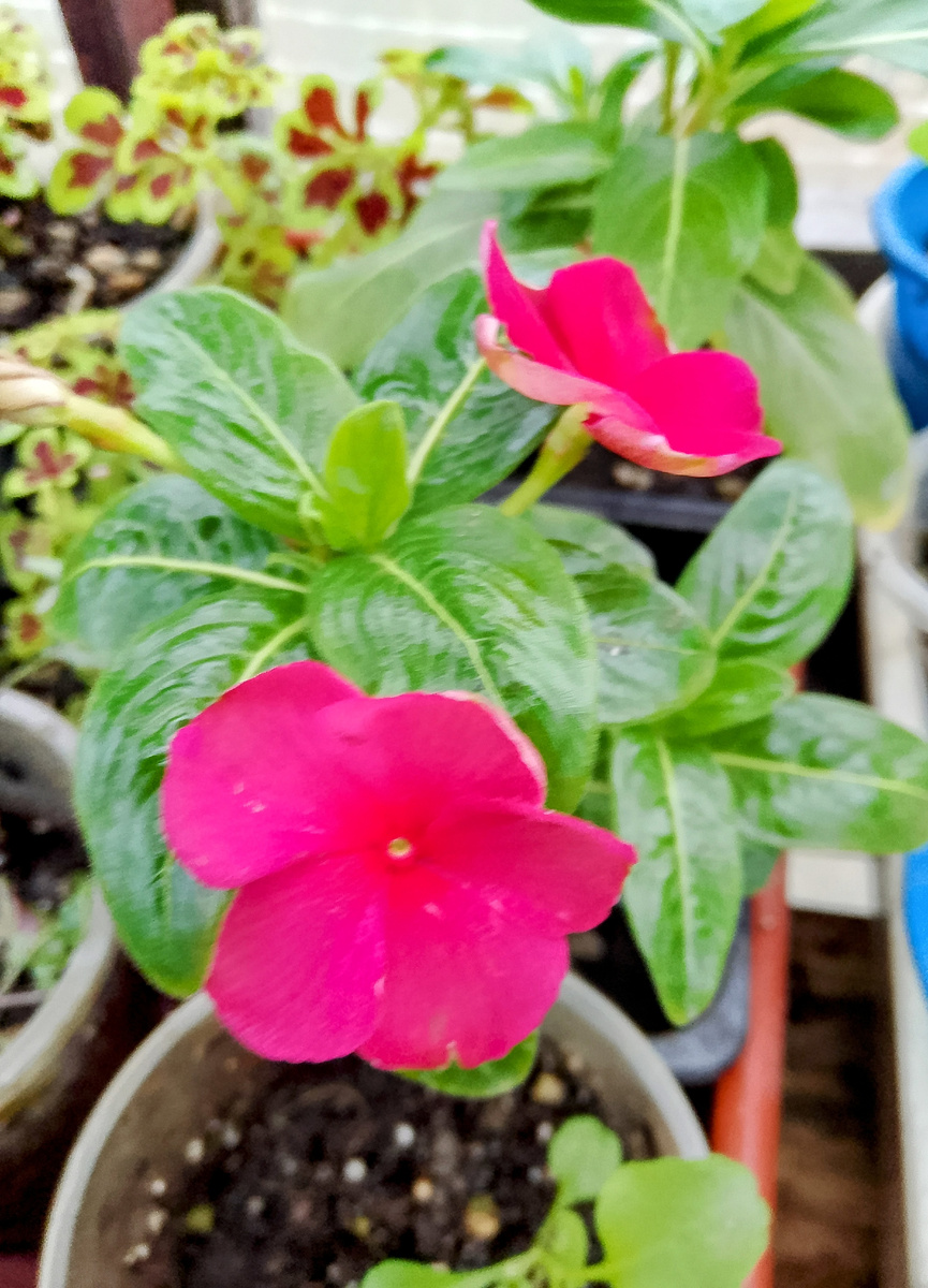 Катарантусы зацветают