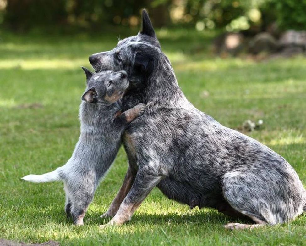 Фото с сайта: pl.pinterest.com