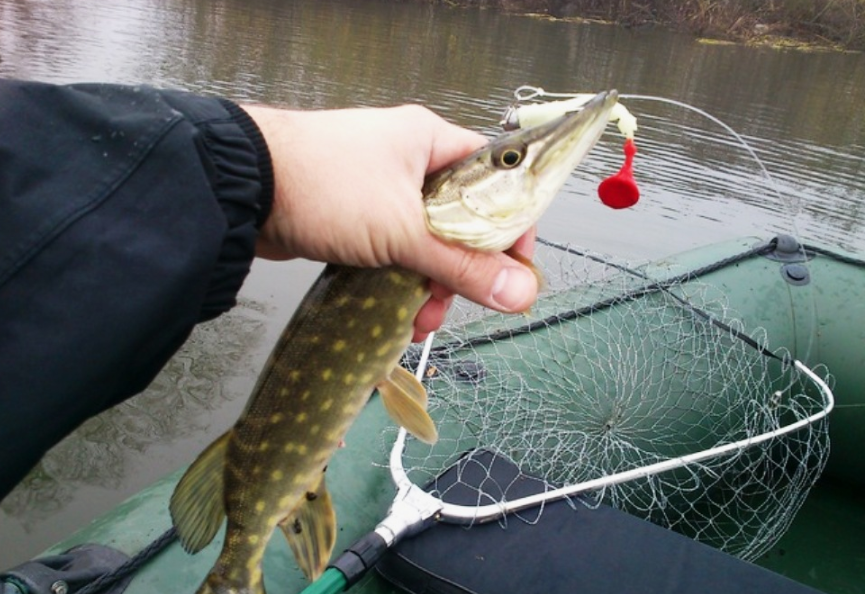 Щука пойманная на силиконовую приманку с поводком из флюрокарбона. ИСточник фото youdrop.ru