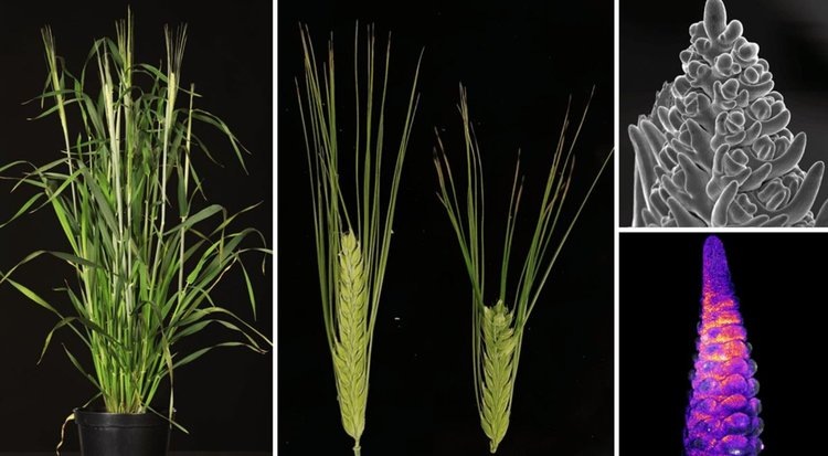    Сделать колос ячменя как у пшеницы возможно при помощи редактирования генов