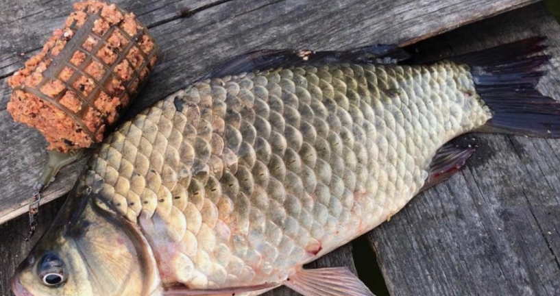 Карась пойманный на фидер. Источник фото fishingsib.ru