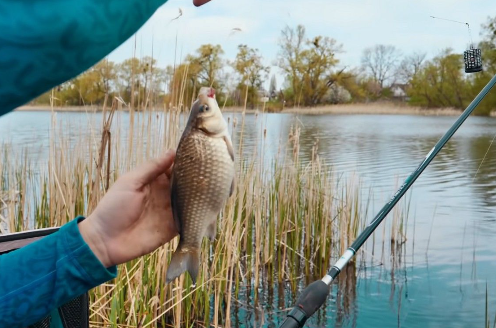 Карась пойманный на фидерную снасть. Источник фото feederist.ru