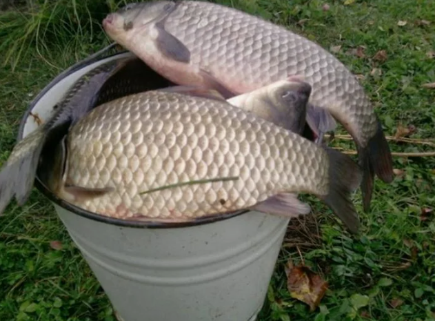 Ведро крупного карася. Источник фото Pinterest