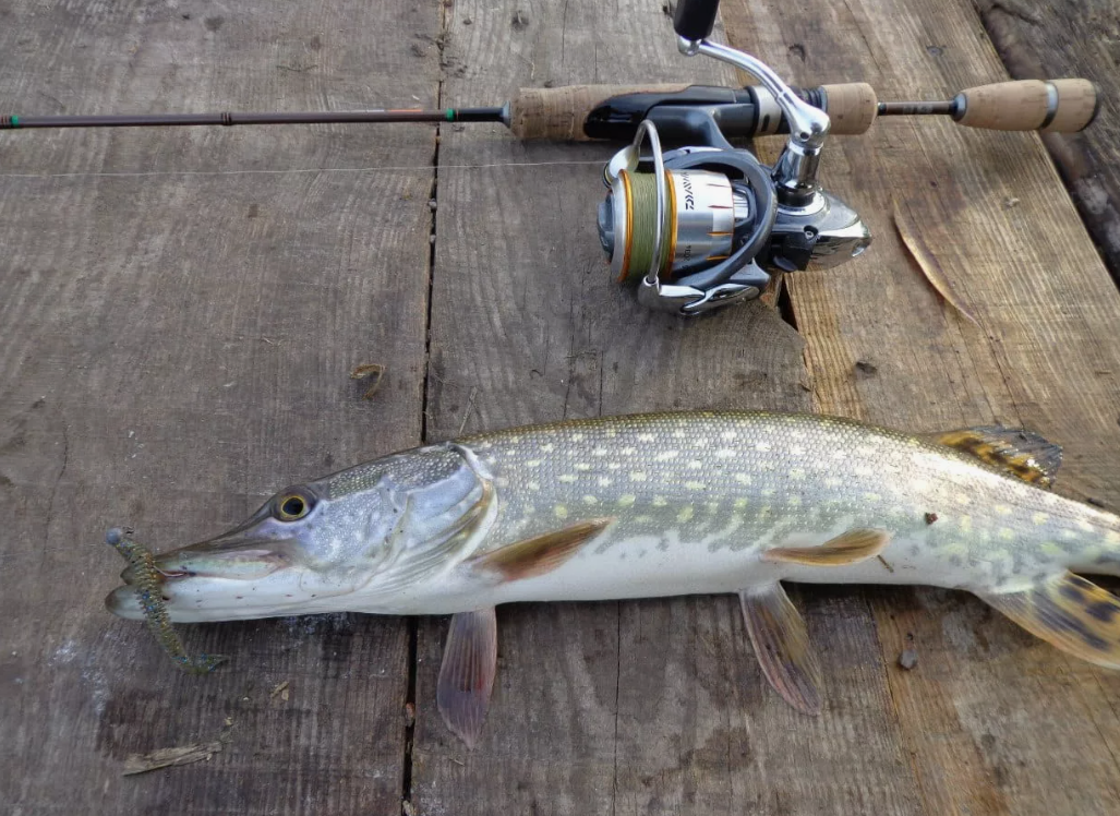 Щука пойманная на силиконовую приманку на спиннинг. Источник фото sazanya-bukhta.ru