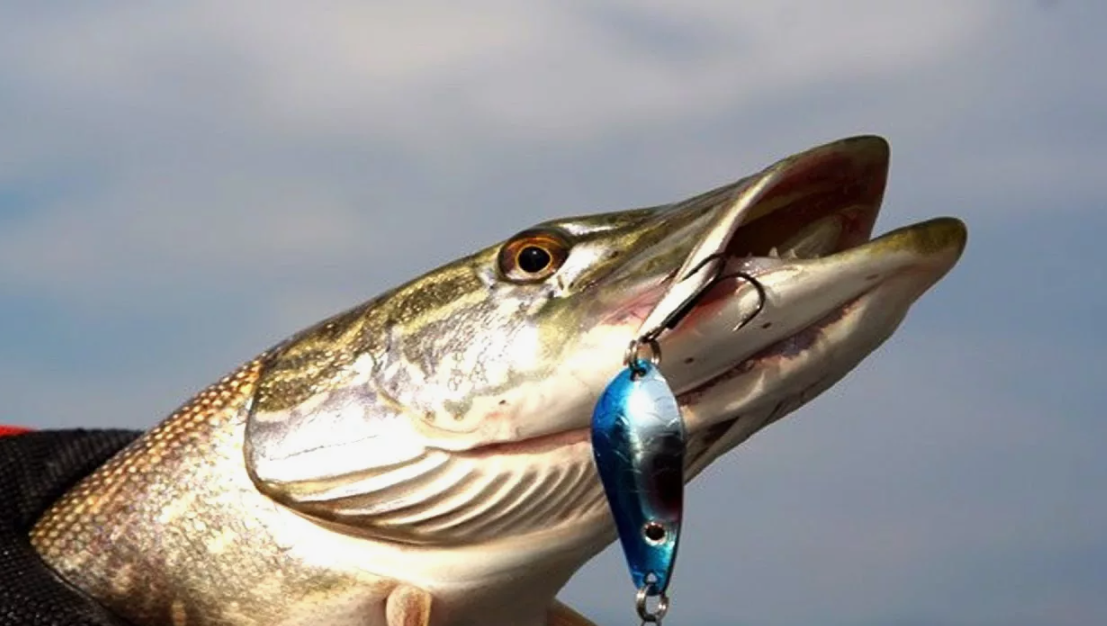 Щука пойманная на блесну. Источник фото uralfish.ru