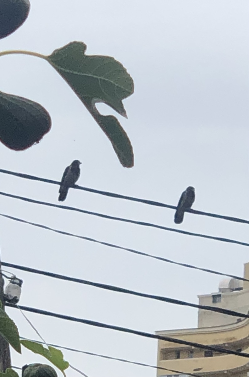 Ворон и ворона, мама и папа.