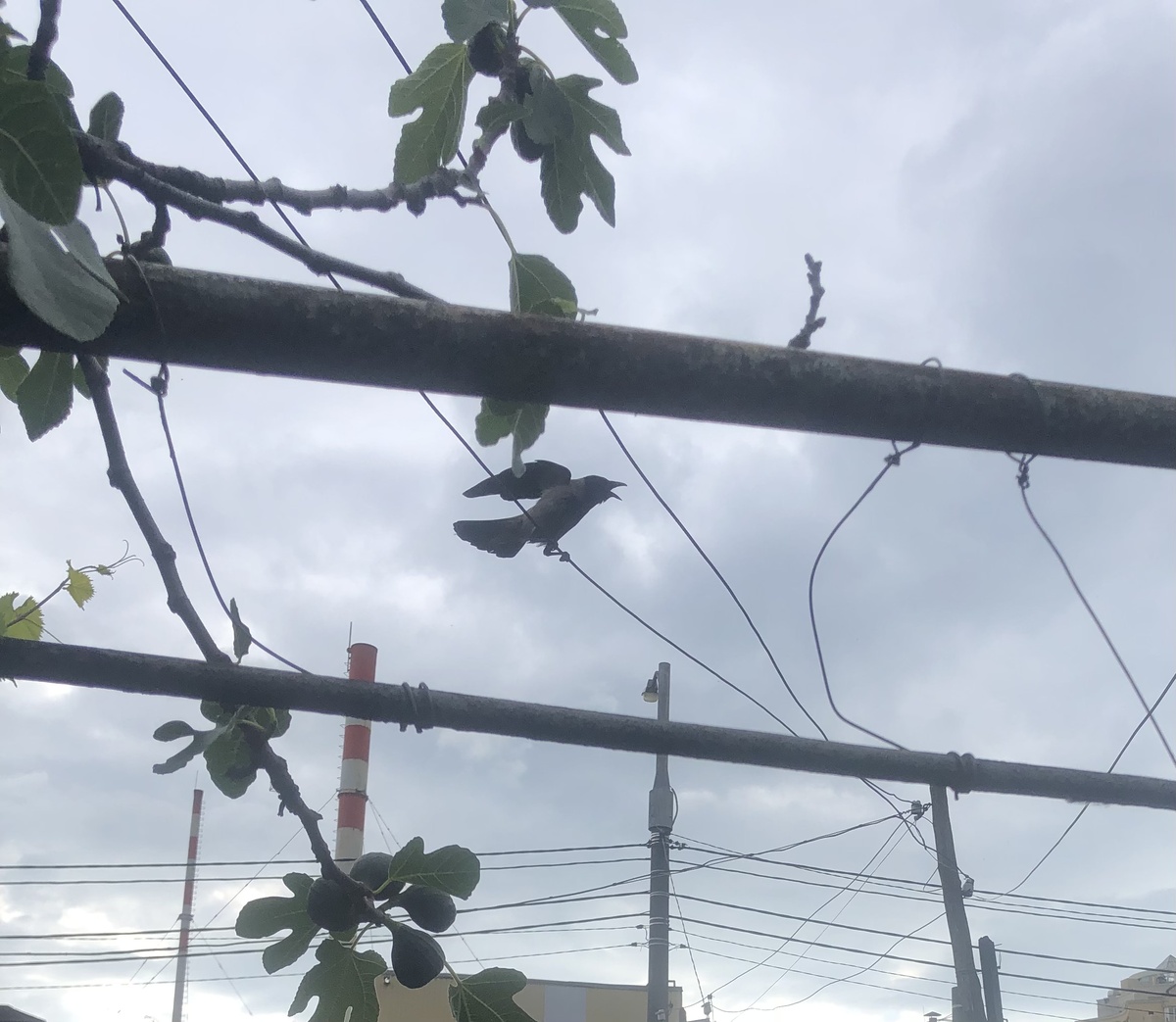 Громко кричат, на всю округу…