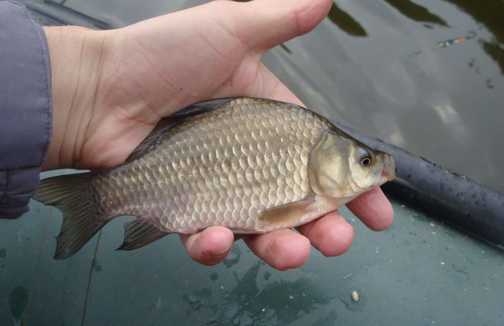 Карась пойманный с лодки на поплавочную снасть. Источник фото gkb34.ru