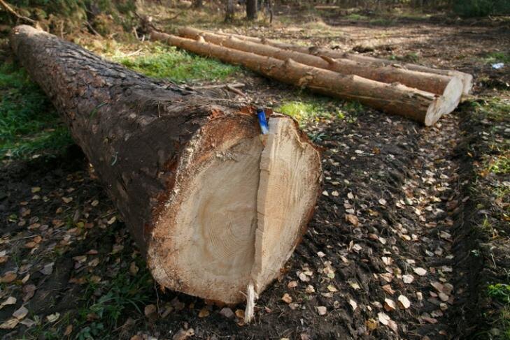    Фото Андрея Заржецкого