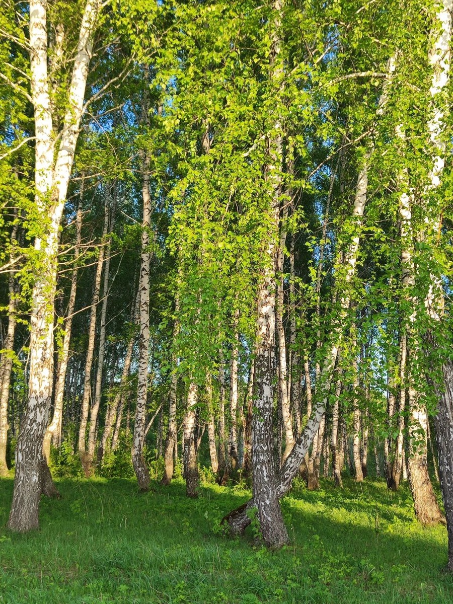 Моя роща под окном, в которой гуляют косули 