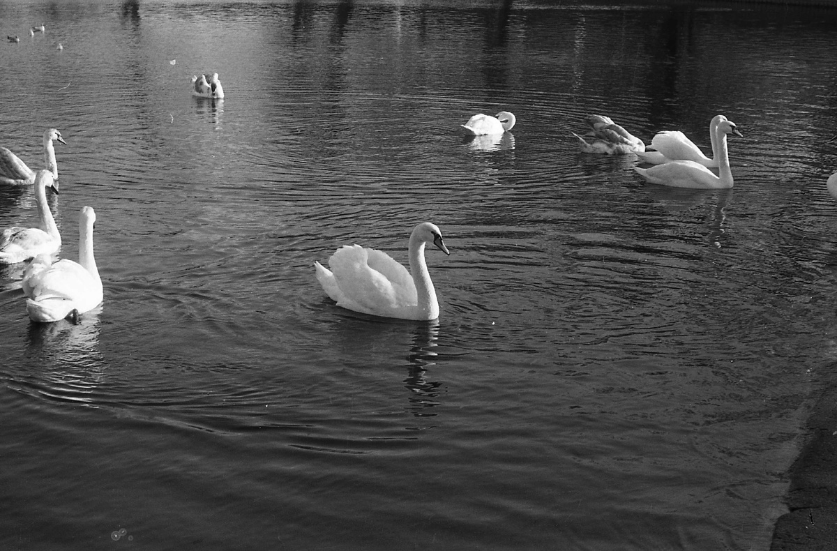 Уникальная фотография Нижнего озера Калининграда конца 80-х годов прошлого столетия