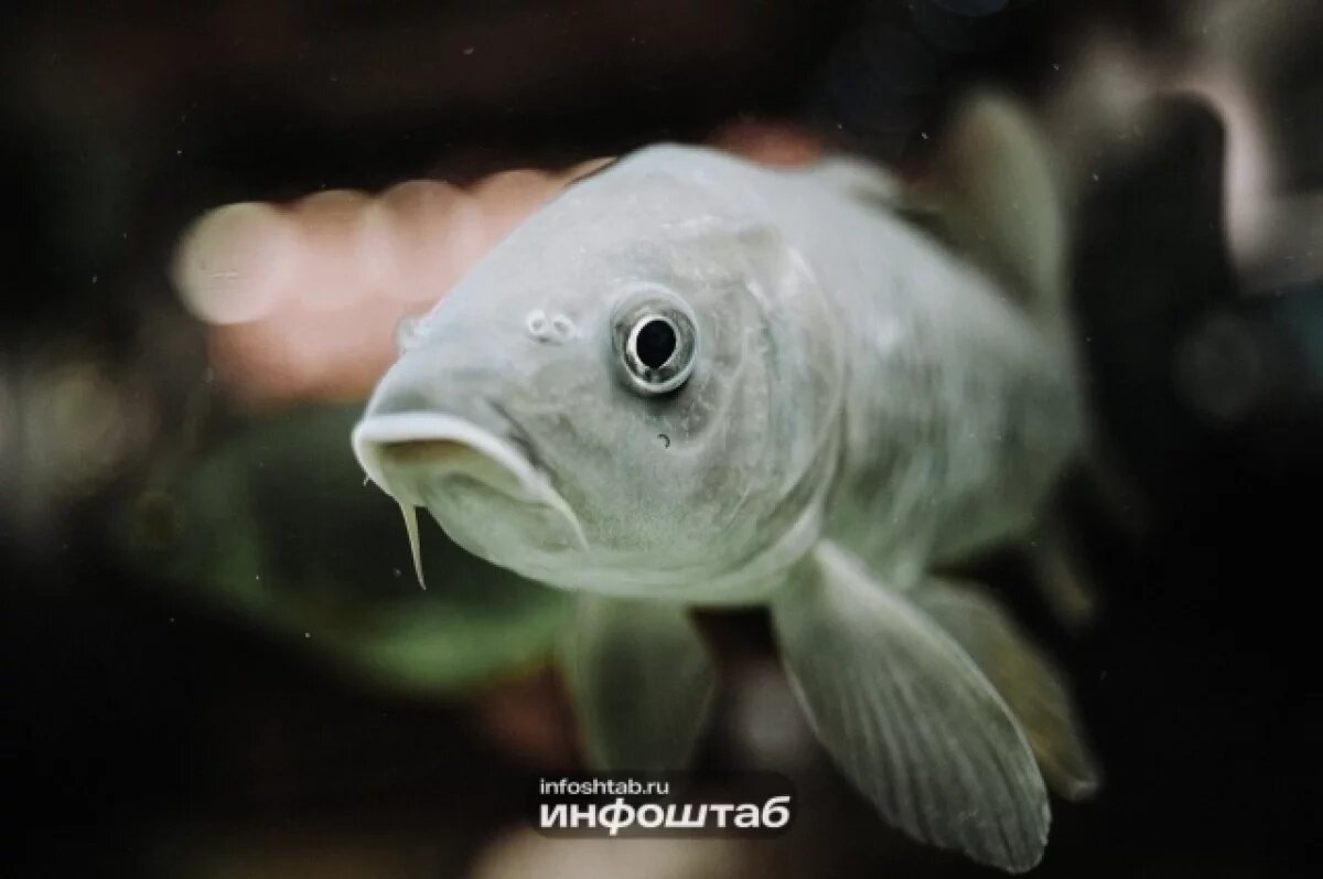    В Астрахани поймали бизнесмена с 9,5 тоннами «анонимной» рыбы