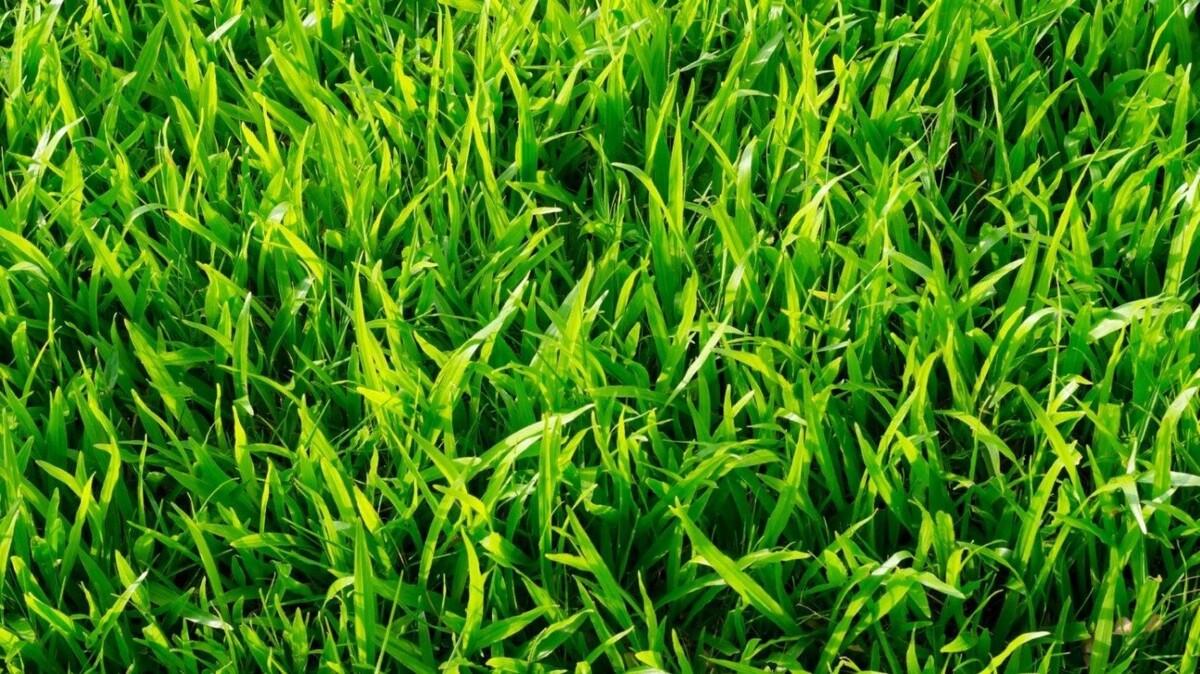 Что такое трава?