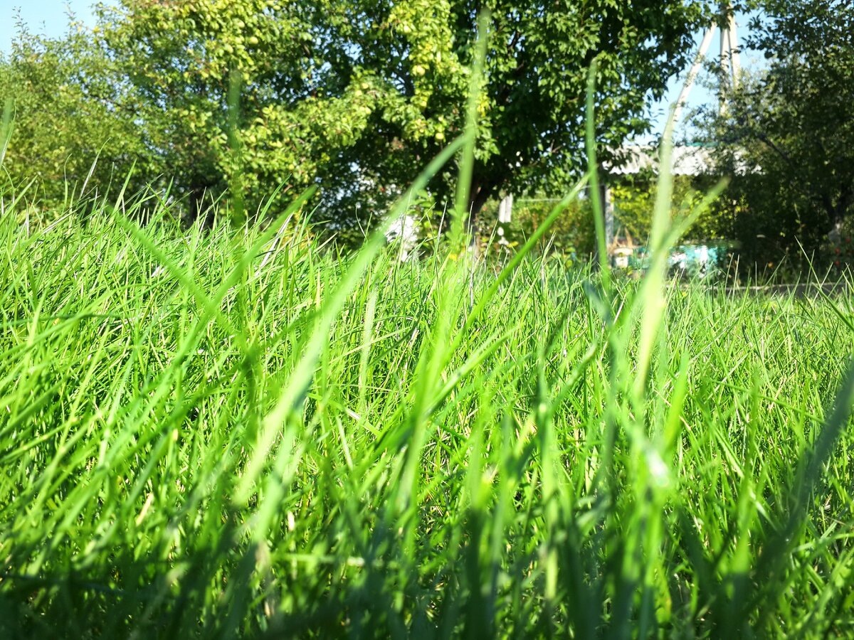 Что такое трава?